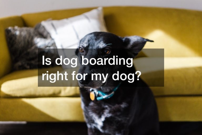 Cleveland dog boarding [FREE VIDEO] Free Pet Magazine