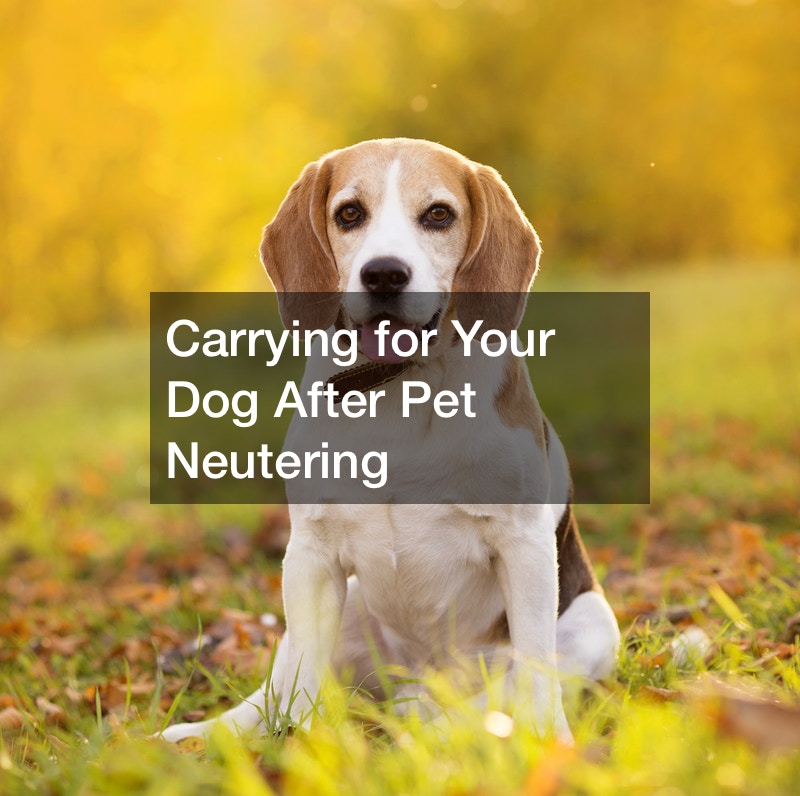 carrying-for-your-dog-after-pet-neutering-free-pet-magazine